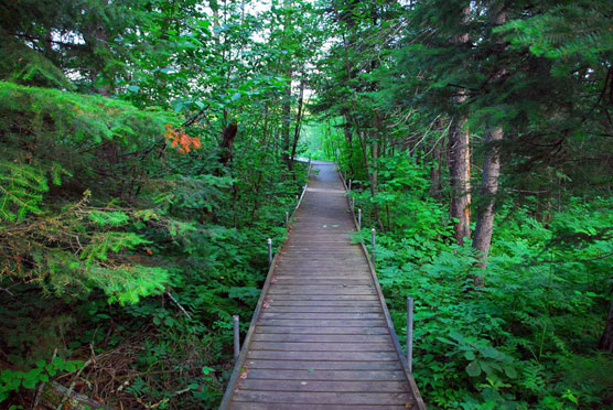 Sundew-Pond-Boardwalk