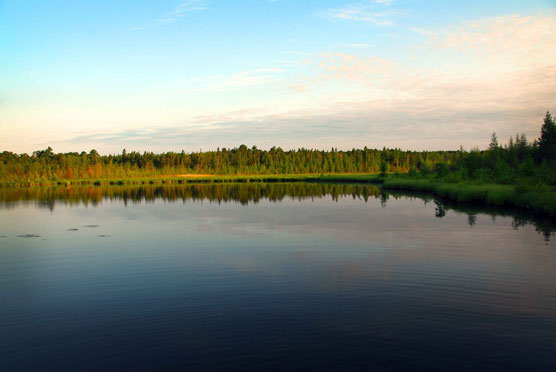 Sundew-Pond