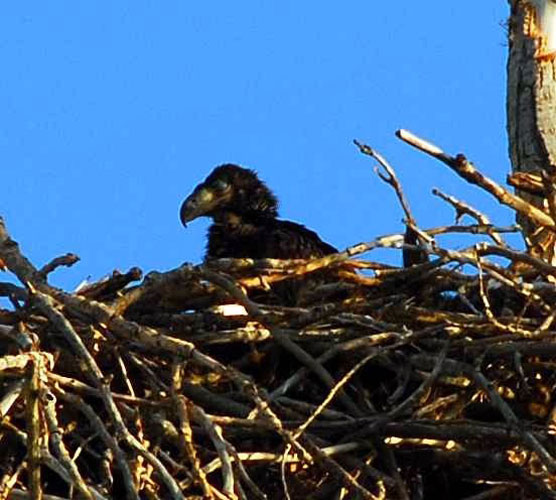 Baby-Eagle