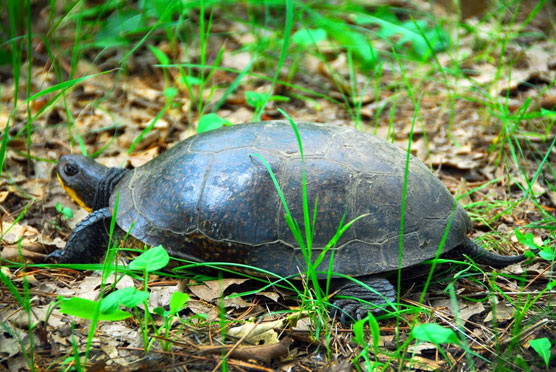 Blandings-Turtle