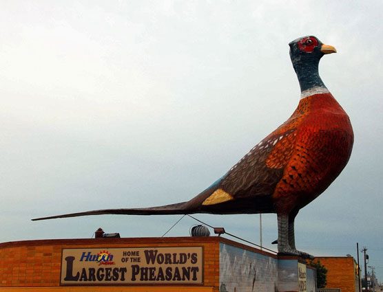 Pheasant