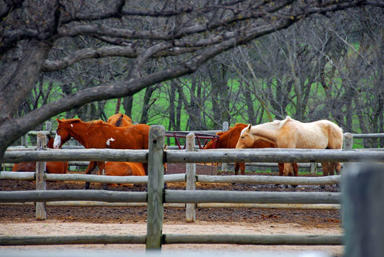 Trail-Horses