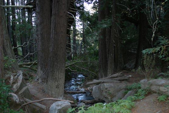 Julia_Pfeiffer_Burns_State_Park_McWay_Creek_Trail