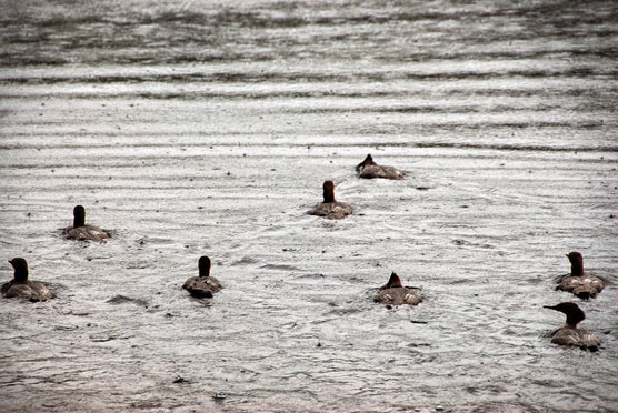 Wet-Birds