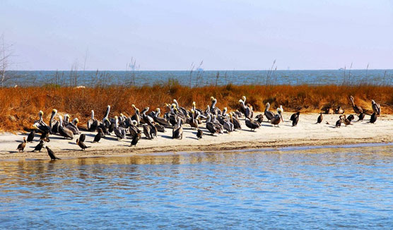 Pelicans