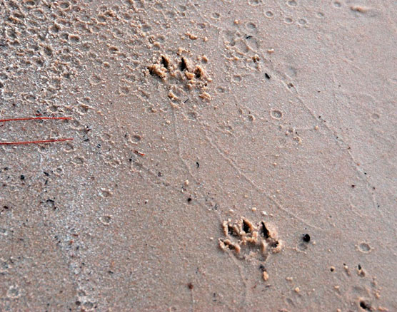 Raccoon-Tracks