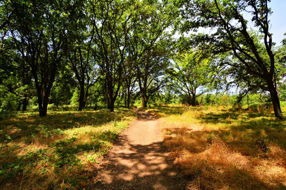 Woodson-Bridge-Trail