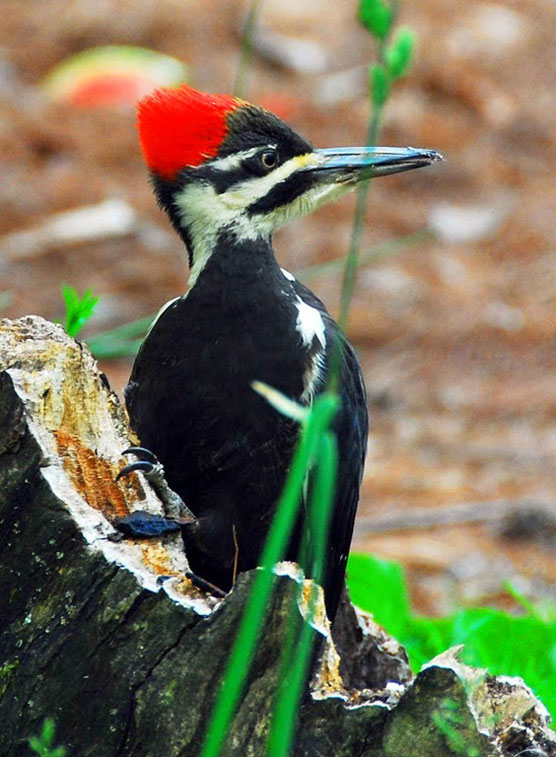 Woodpecker-2