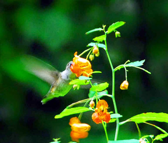 Hummingbird-2