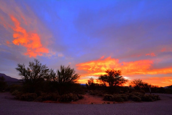 Cholla-Sunrise