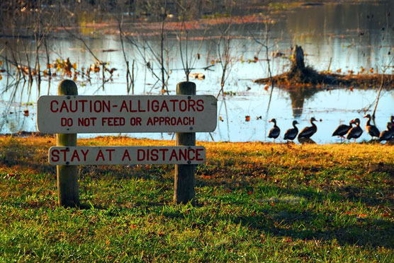 Alligator-Sign