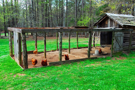 Chicken-Coop