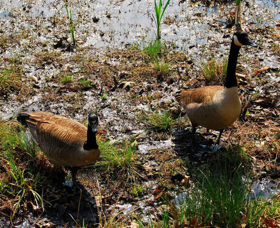 Curious-Geese