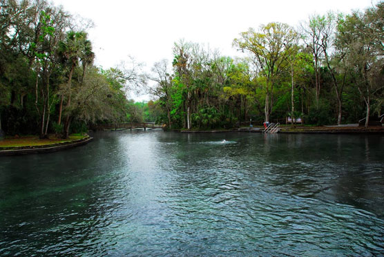 Wekiwa-Springs-Swim-Area-2