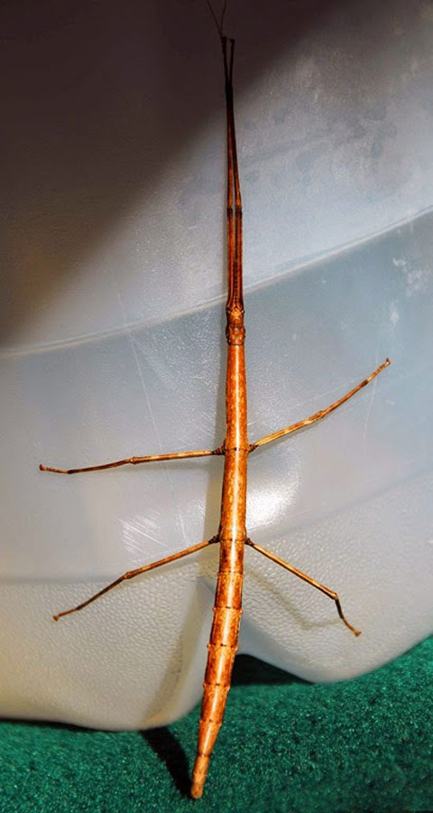 Stick-Bug-1