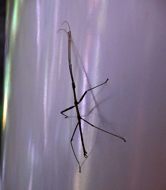 Stick-Bug-2