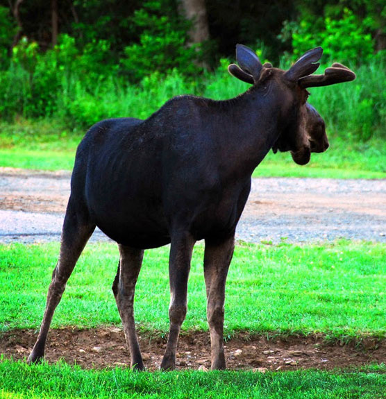 Moose-1