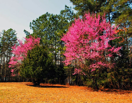 Calhoun-Falls-Spring