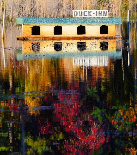 Duck-Inn-2