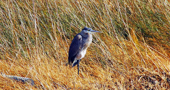 Blue-Heron