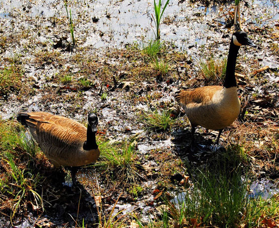 Curious-Geese