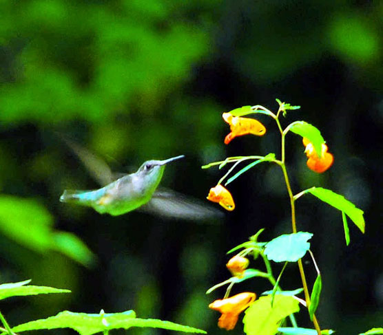 Hummingbird-1