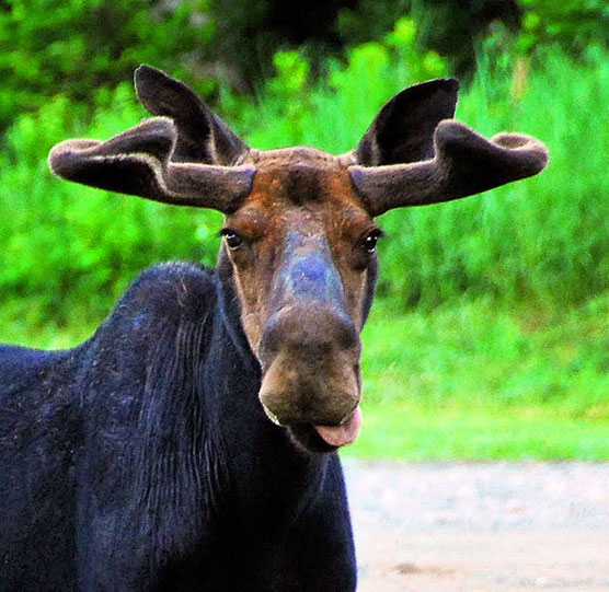 Moose-Tongue