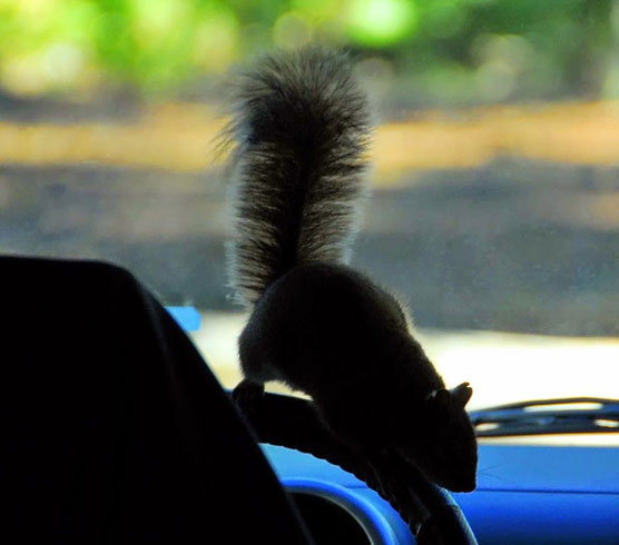 Squirrel-Driver