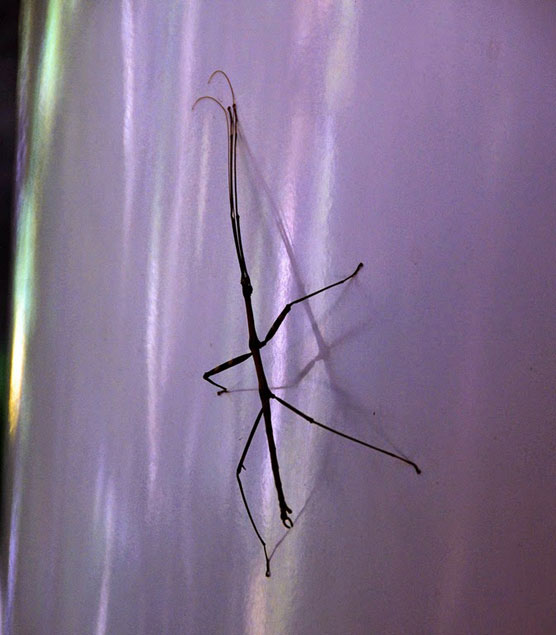 Stick-Bug-2