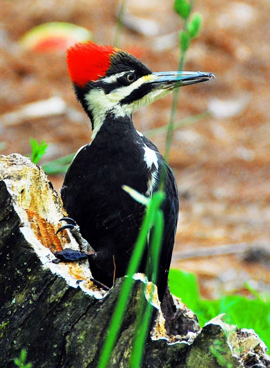 Woodpecker-2-2