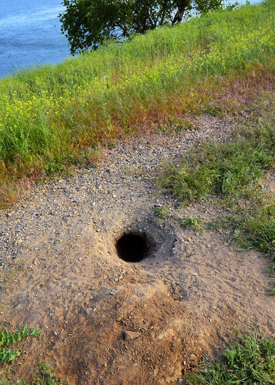 Badger-Hole