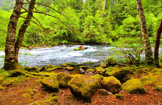 McKenzie-River-View-1