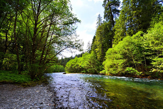 McKenzie-River-View-2