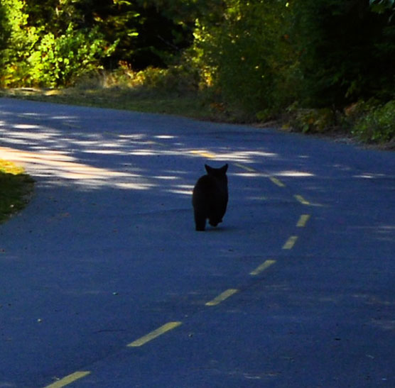 Riley-Creek-Bear-2-Closeup