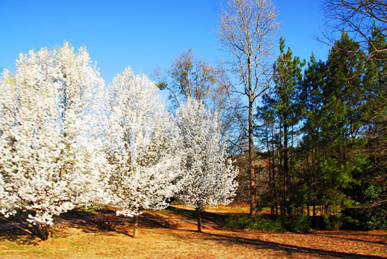 Spring-Trees