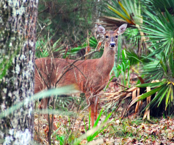 Silver-Springs-Deer