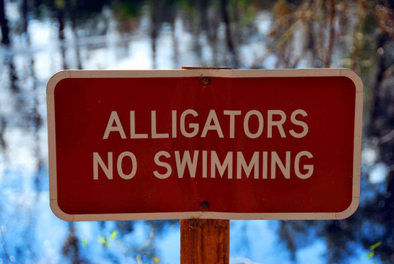 Stephen-Foster-Gator-Sign