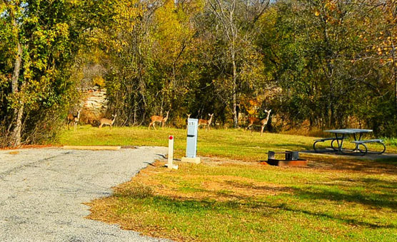 Fort-Richardson_015-Deer