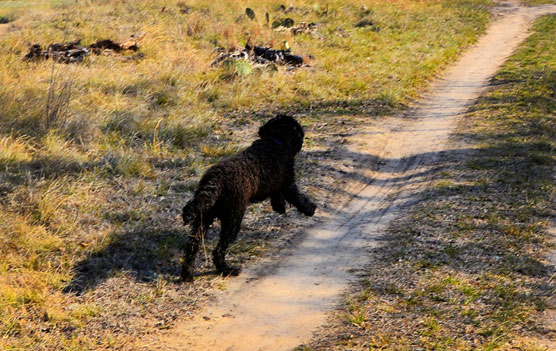 Trail-Running