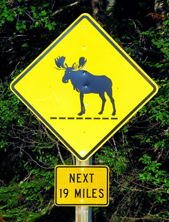 funny moose road sign