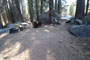 Crane Flat Campground 212