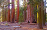 Crane Flat Campground Tuolumne Grove Nature Trail