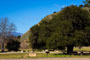 Sage Hill Live Oak Group Site View