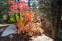 Granite Flat Campground Fall Colors