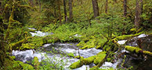 Olallie On Mckenzie Highway