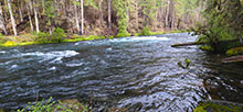 Olallie On Mckenzie Highway