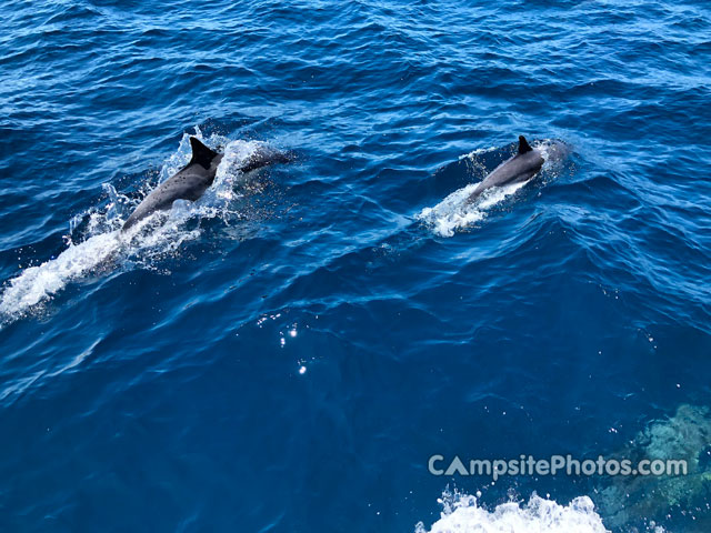 Del Norte Backcountry Dolphins