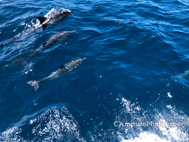 Del Norte Backcountry Dolphins Swimming