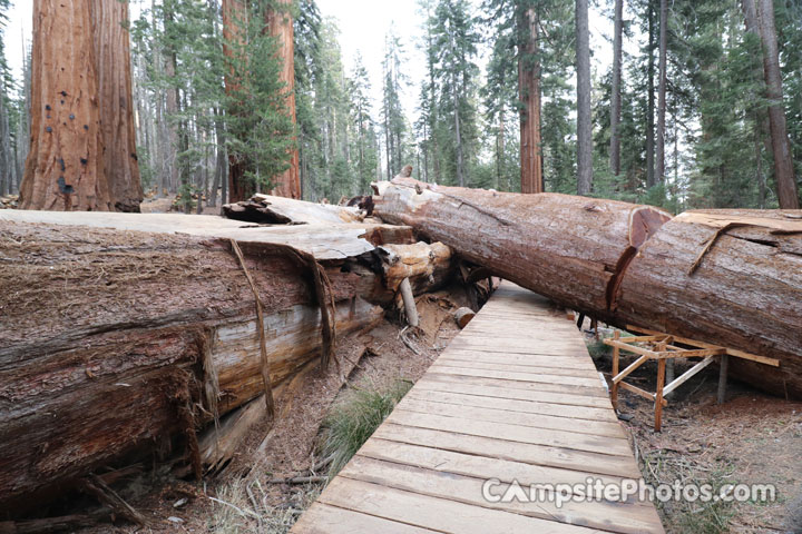 Redwood Meadow Fallen Sequoia 1