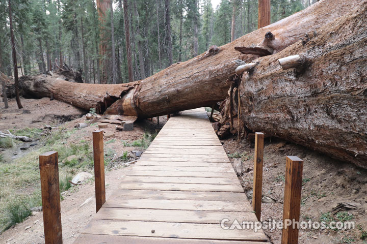 Redwood Meadow Fallen Sequoia 2